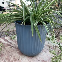 Spider Plant in Plastic Pot