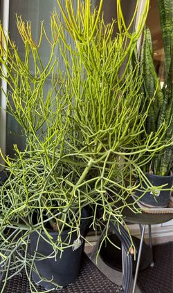 Pencil Cactus Or Euphoria Tirucalli Fire sticks