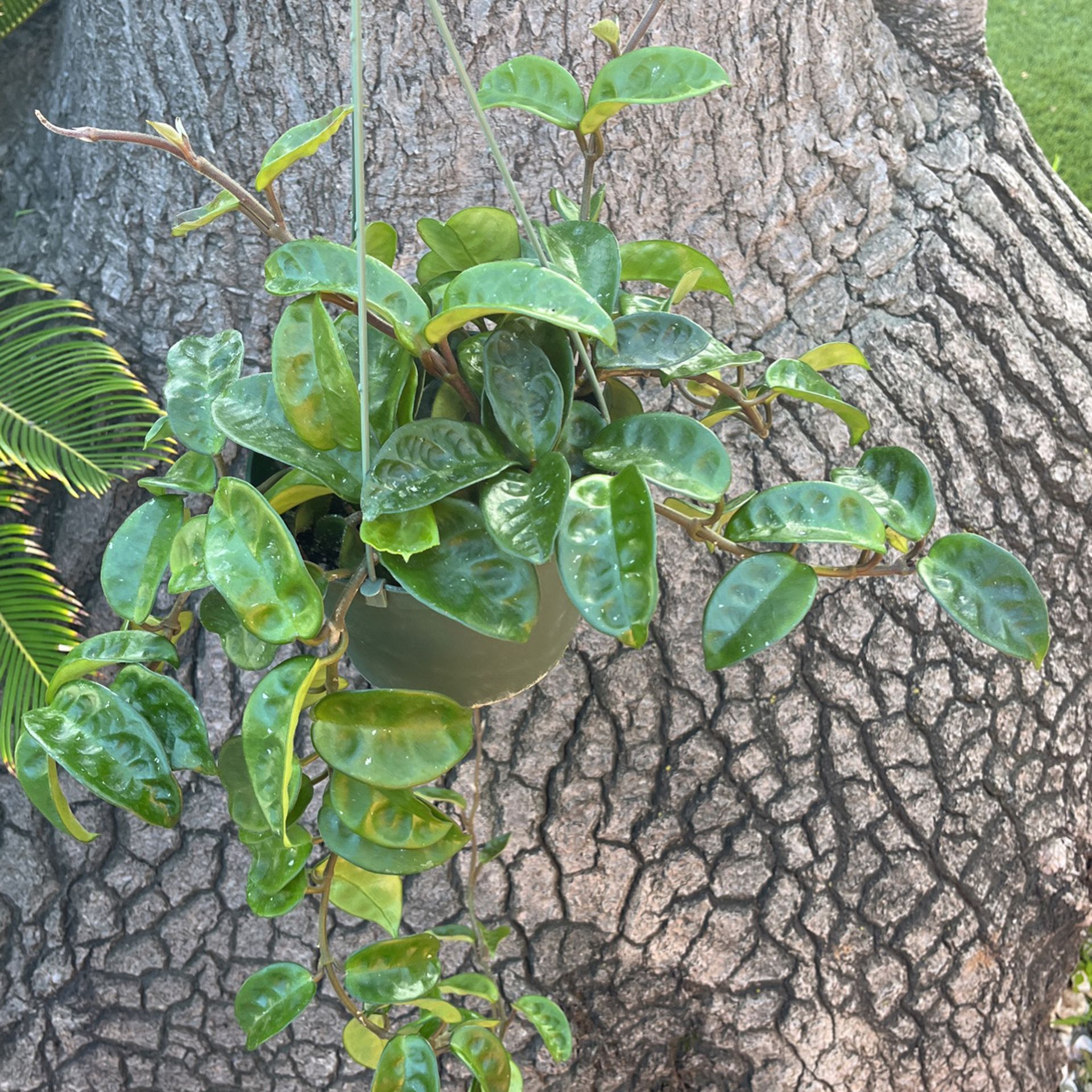 Hoya Krinkle 8 Plant 