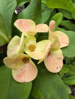 Venta De Plantas-Plant sale