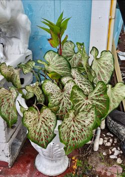 Caladiums  / flowers