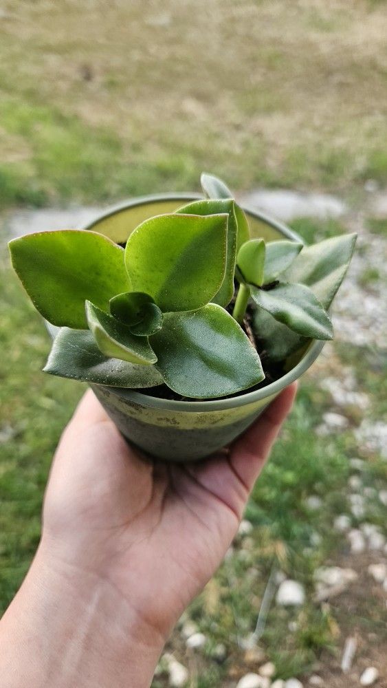Succulent Plants, Green Plastic Pot