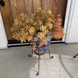 SUCCULENT IN POT