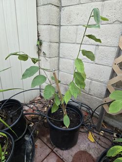 Cheramoya Fruit Tree.  2 Ft. Tall
