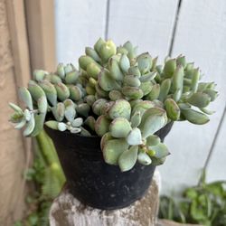 Succulents Cotyledon Pendens