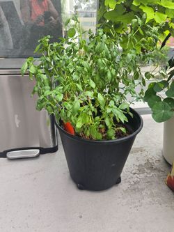 Organic basil in IKEA pot