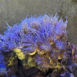 Dragon Soul Torch Fake Coral Reef Decoration