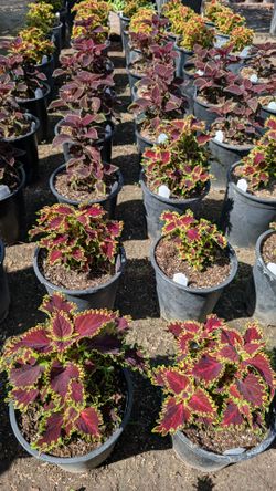 Coleus