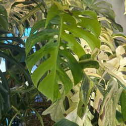 Monstera Marilyn Cuttings 