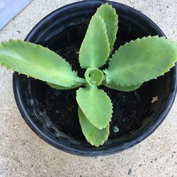 Mother Of Thousand Plant