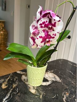 Live orchid