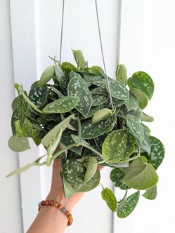 Scindapsus Pictus Argyraeus Silver Satin Pothos Plant 6" Pot - Indoor House Plants