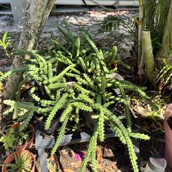 Spider plants and red dragon succulents