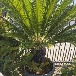 Sago Palm Trees