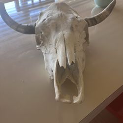Cow Skull - Great Boho Decor - Shipping available 
