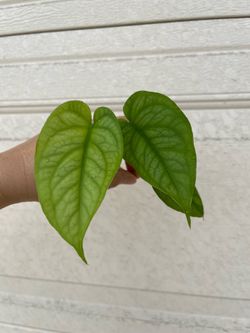 Monstera Siltipecana plant CUTTING