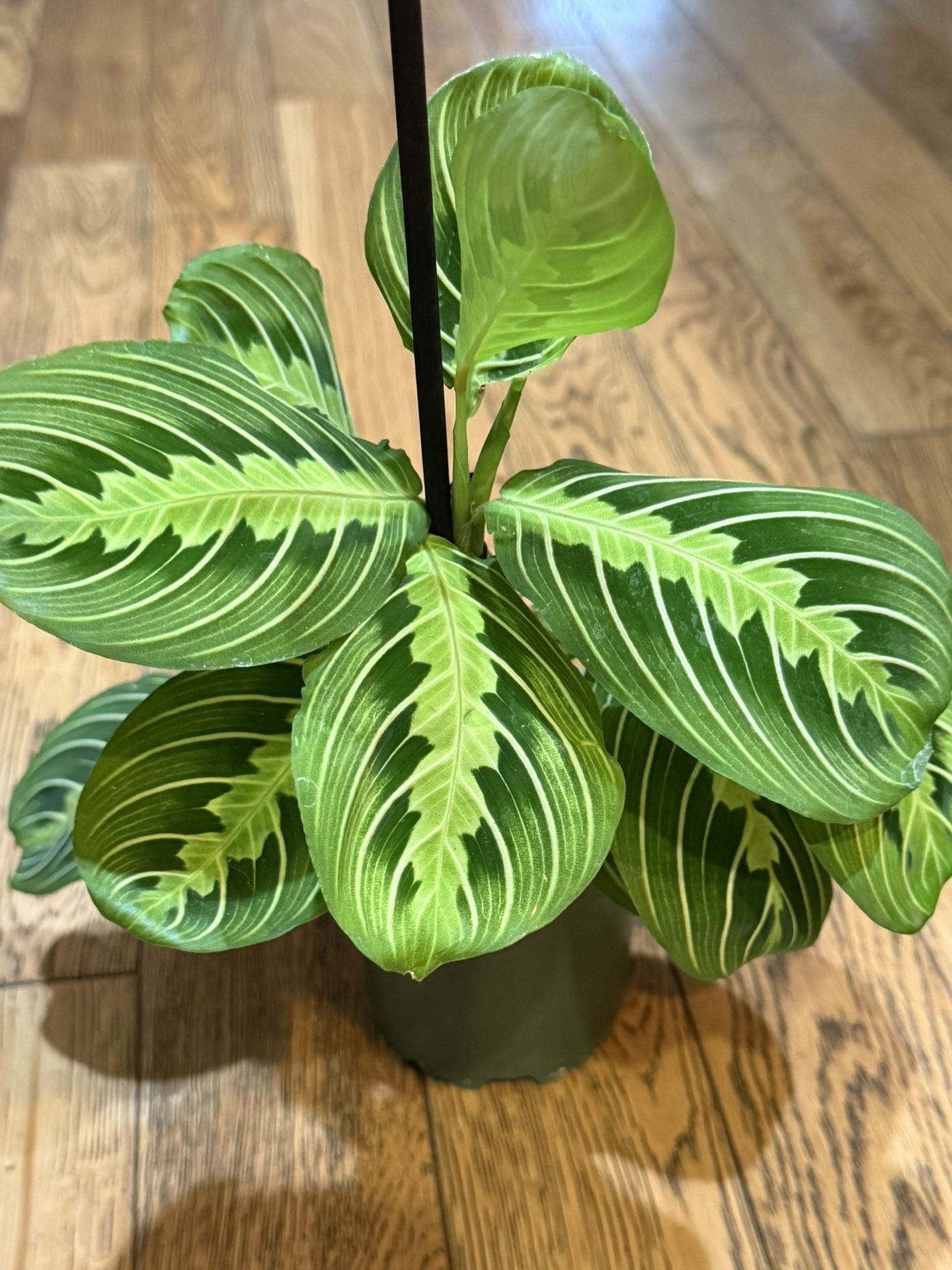 Lime Lemon Maranta Prayer Plant
