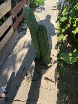 San. Pedro Catus  come in pot all Ruady   To go.
