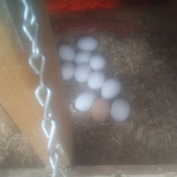 Farm Fresh Organic Chicken Eggs