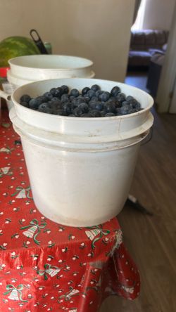 Bluberry bucket