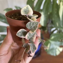 Variegated String Of Hearts House Plant 