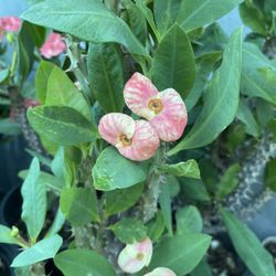 Corona De Cristo/Crown Of Thorns
