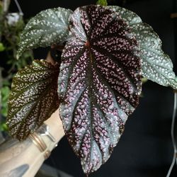 ✨Begonia 'Pink Spot' | Pink Flowers✨