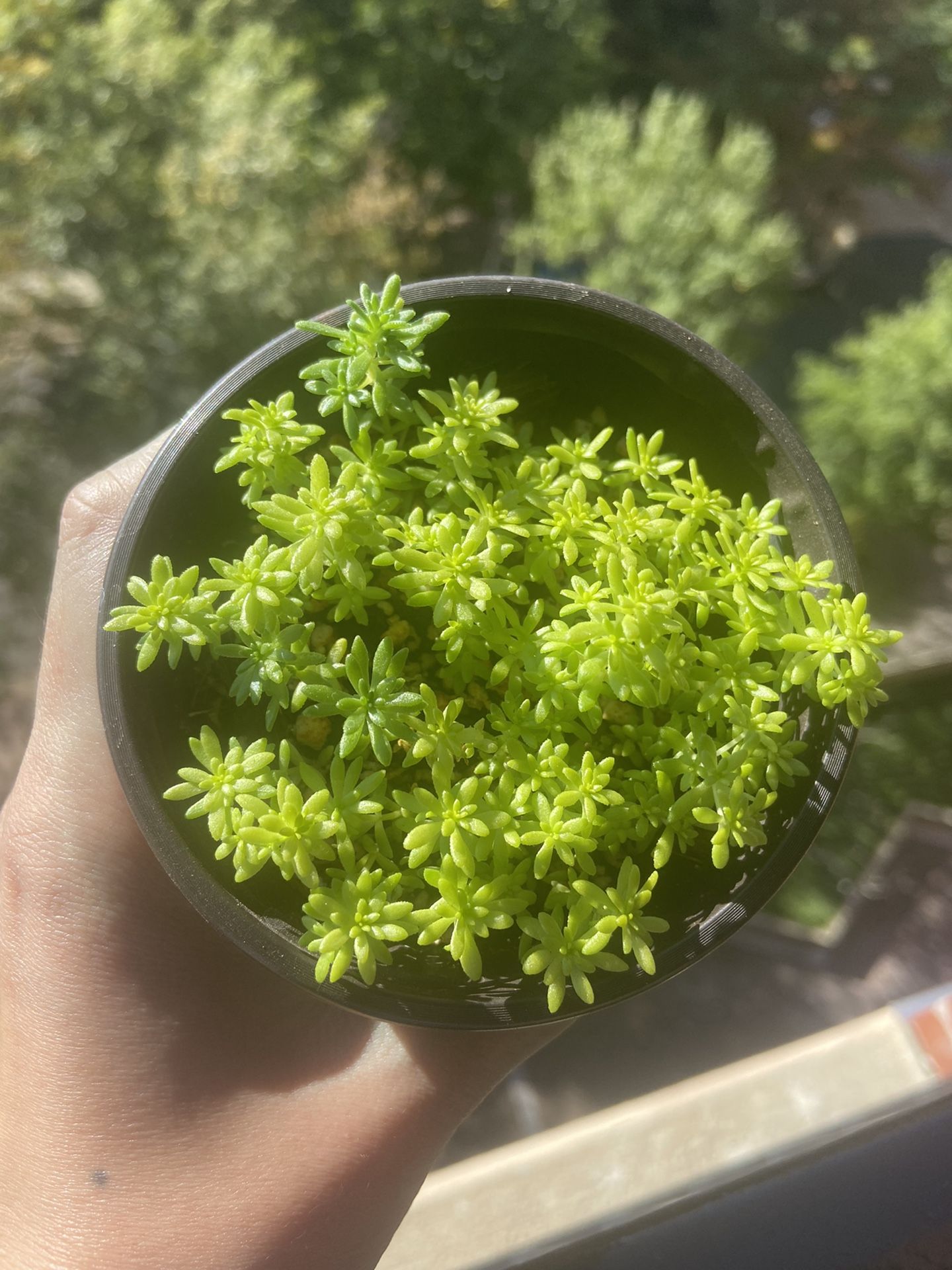 Sedum Gold, Succulent 4in Pot 