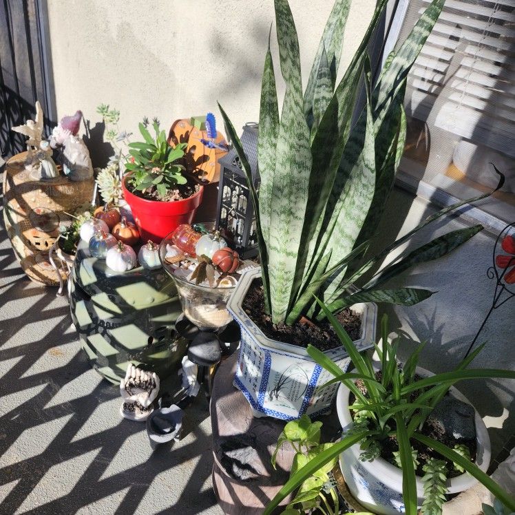 Plants- Pots -Plant -Stands For Sale !!!!!!