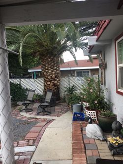 Giant 40’tall CANARY PALM TREE