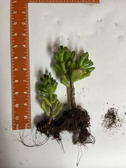 Rooted Succulents Ready To Pot, Buy Individually