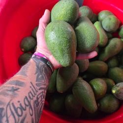 Aguacates/ Avocados 🥑