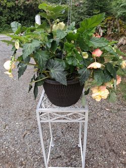 Begonia hanging basket