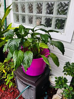 Large Peace Lily