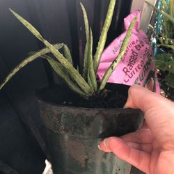 Aloe Vera (will trade)