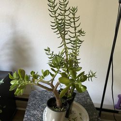 Two potted Plants with jade plant and miniature pine tree plant and red orchid cactus plant