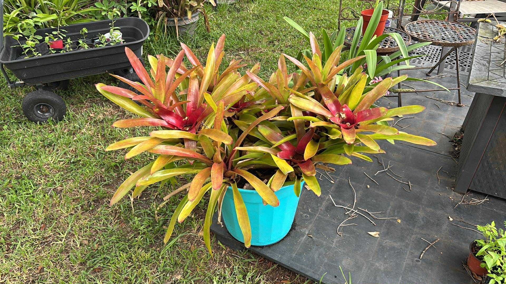 Big Pot Of Bromeliads Plants
