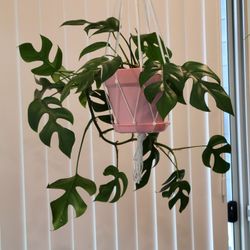 Mini monstera-6" Pot with Macrame