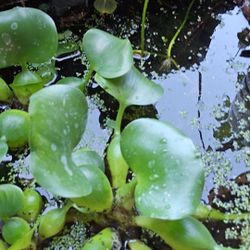 Fish Tank Plants 
