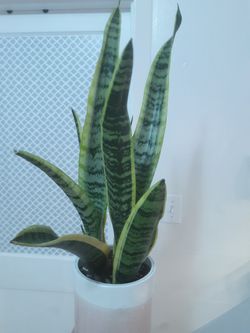 Snake plant in ceramic pot