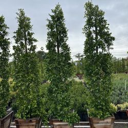 Ficus Nitida Indian Laurel Privacy Hedge