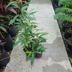 Java Plum Trees 1gallon 