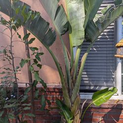 Ave de paraiso bird of paradise