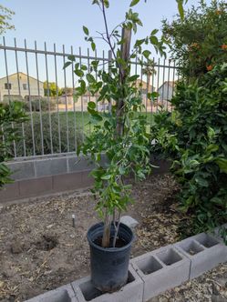 Asian date fruit tree
