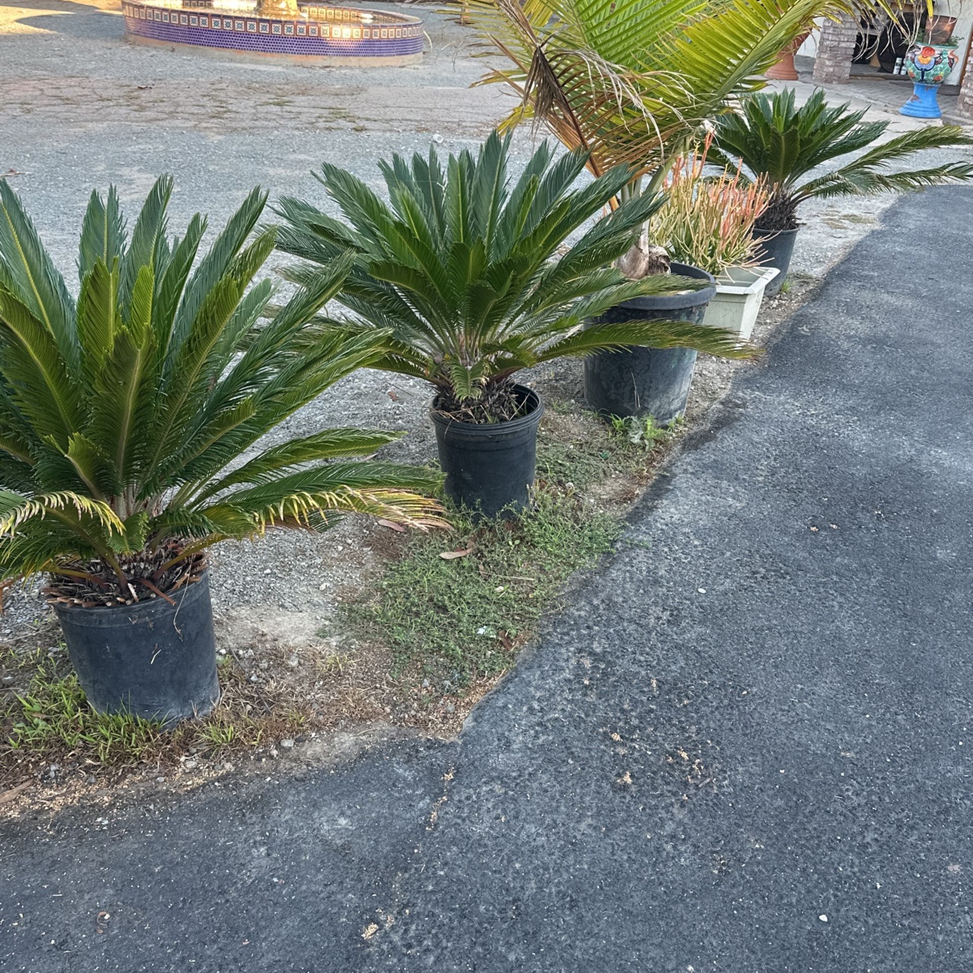 Palm Trees , From $50 and Up