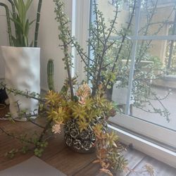 Plants For Good Energy And Health Benefits 