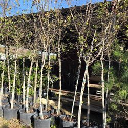 Elm Ceder 3gallones 10ft Tall 