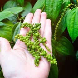 Black Pepper Plant In 3gal Plantas De Pimienta En 3gal