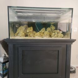 Saltwater Fish Tank