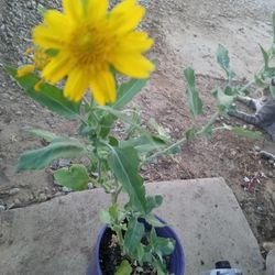 Planta     Planta Arnica